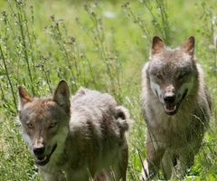 Los ganaderos exigen la eliminación del lobo en Arribes del Duero